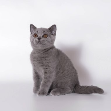 Stüdyonun arka planında İngiliz kısa kedileri var.