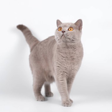 Stüdyonun arka planında İngiliz kısa kedileri var.