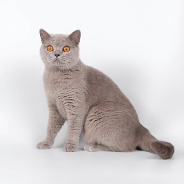 Stüdyonun arka planında İngiliz kısa kedileri var.