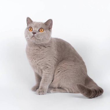 Stüdyonun arka planında İngiliz kısa kedileri var.