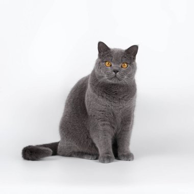 Stüdyonun arka planında İngiliz kısa kedileri var.