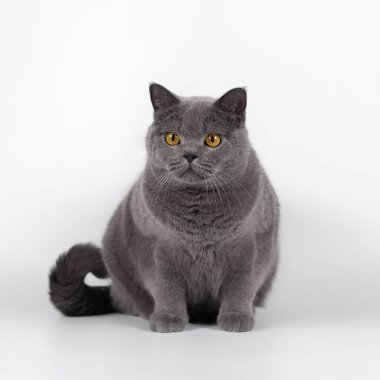 Stüdyonun arka planında İngiliz kısa kedileri var.