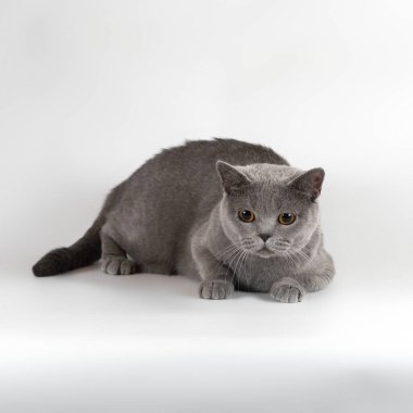 Stüdyonun arka planında İngiliz kısa kedileri var.