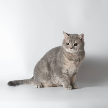 Stüdyonun arka planında İngiliz kısa kedileri var.