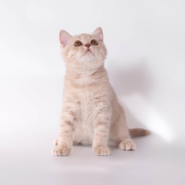 Stüdyonun arka planında İngiliz kısa kedileri var.