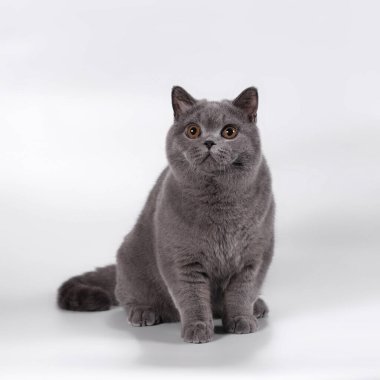 Stüdyonun arka planında İngiliz kısa kedileri var.