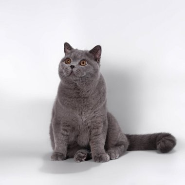 Stüdyonun arka planında İngiliz kısa kedileri var.