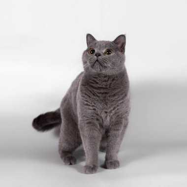 Stüdyonun arka planında İngiliz kısa kedileri var.