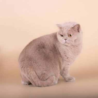 Stüdyonun arka planında İngiliz kısa kedileri var.