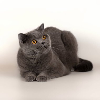 Stüdyonun arka planında İngiliz kısa kedileri var.