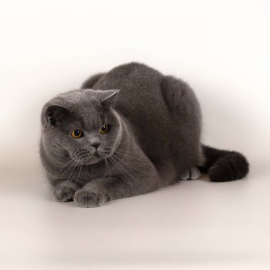 Stüdyonun arka planında İngiliz kısa kedileri var.