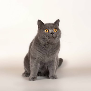 Stüdyonun arka planında İngiliz kısa kedileri var.