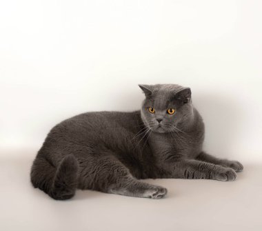 Stüdyonun arka planında İngiliz kısa kedileri var.