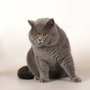 Stüdyonun arka planında İngiliz kısa kedileri var.