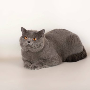 Stüdyonun arka planında İngiliz kısa kedileri var.