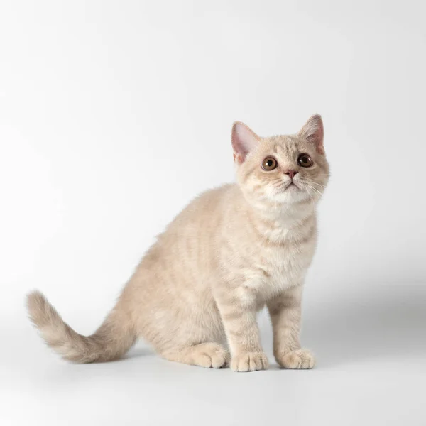 British Shorthair Gatti Sullo Sfondo Studio — Foto Stock