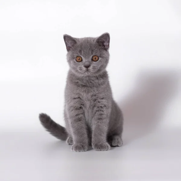 British Shorthair Cats Studio Background — Stock Photo, Image