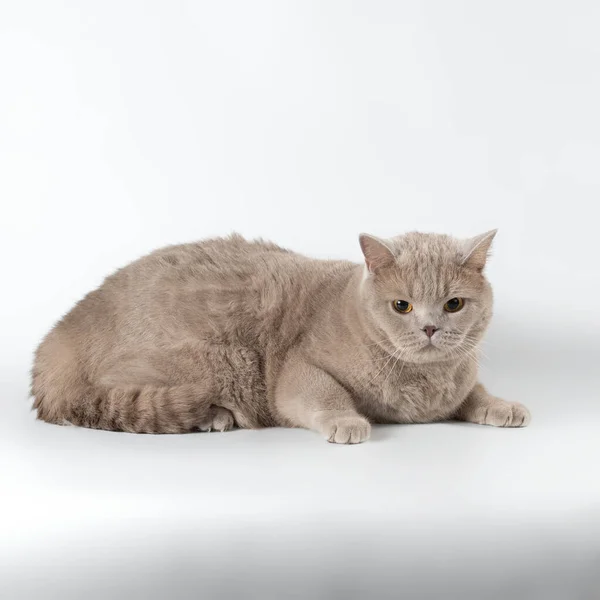 British Shorthair Cats Studio Background — Stock Photo, Image