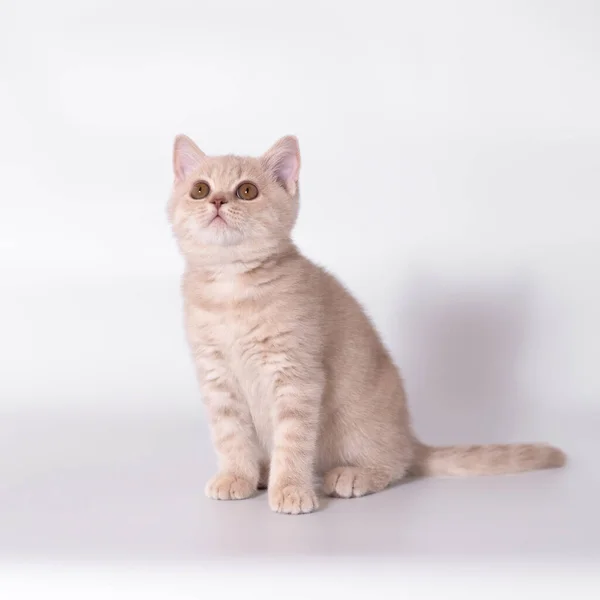 British Shorthair Cats Studio Background — Stock Photo, Image