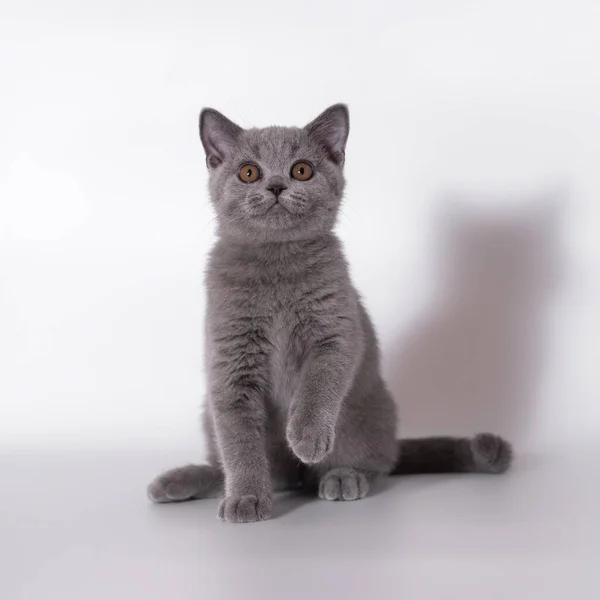 Britânico Gatos Shorthair Estúdio Fundo — Fotografia de Stock