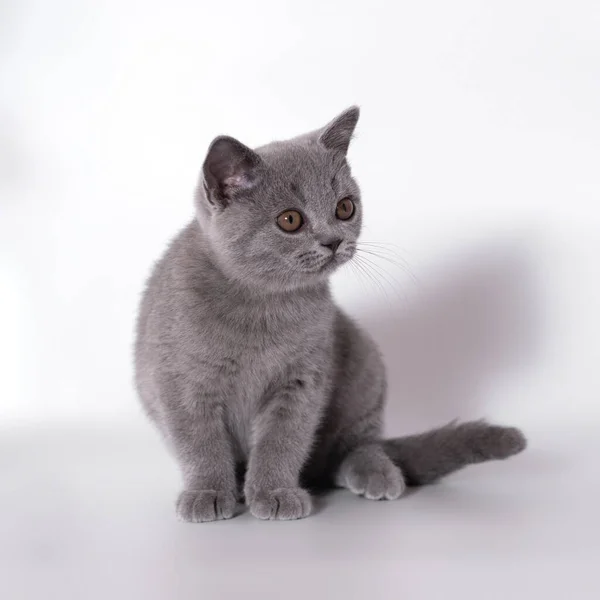 British Shorthair Chats Sur Fond Studio — Photo