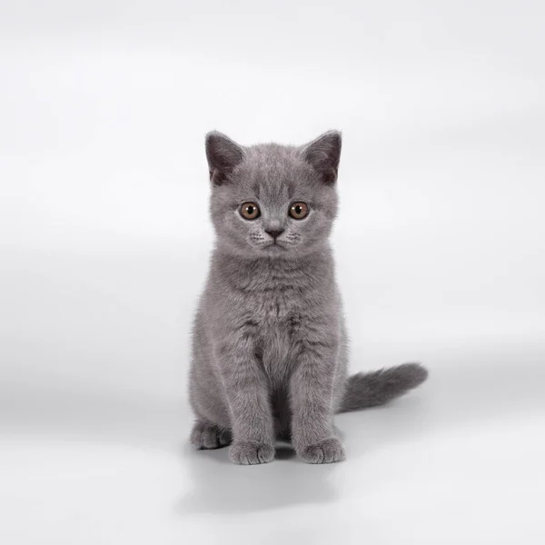Британские Короткометражные Кошки Фоне Студии — стоковое фото