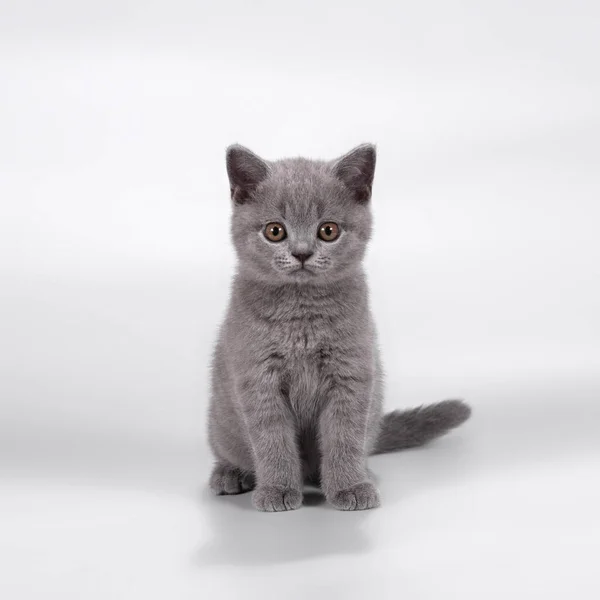 British Shorthair Cats Studio Background — Stock Photo, Image