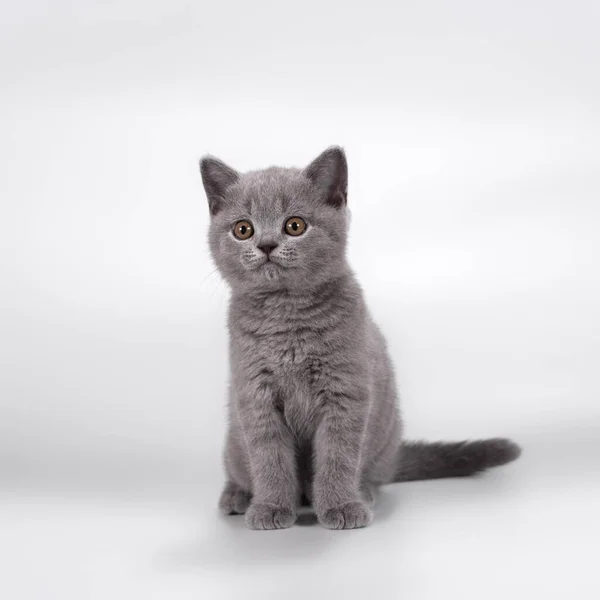 British Shorthair Chats Sur Fond Studio — Photo