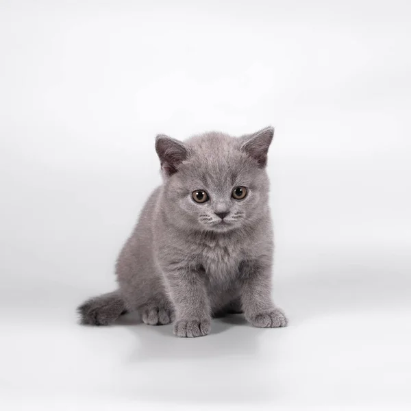 British Shorthair Cats Studio Background — Stock Photo, Image