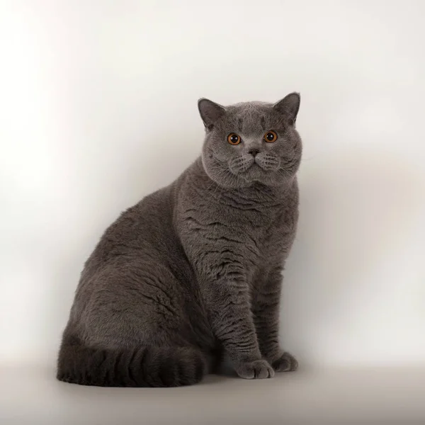 스튜디오 배경에는 영국산 고양이가 — 스톡 사진