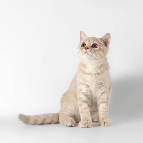 British Shorthair Chats Sur Fond Studio Images De Stock Libres De Droits