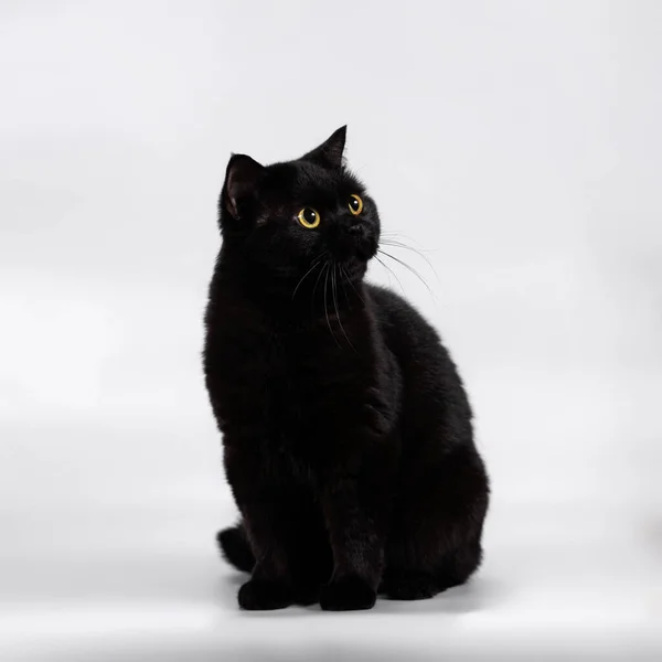스튜디오 배경에는 영국산 고양이가 로열티 프리 스톡 사진