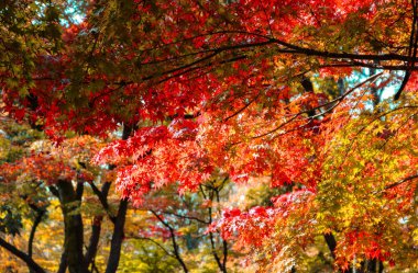 Bahçedeki sonbahar ağacı. Japonya 'da sonbahar ağacı turistlerin ilgi odağı.