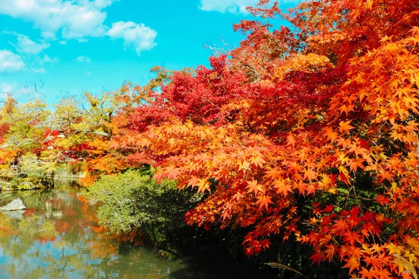 Herbstliche Blätter Garten Mit Blauem Himmel Herbstlaub Ist Attraktion Für — Stockfoto