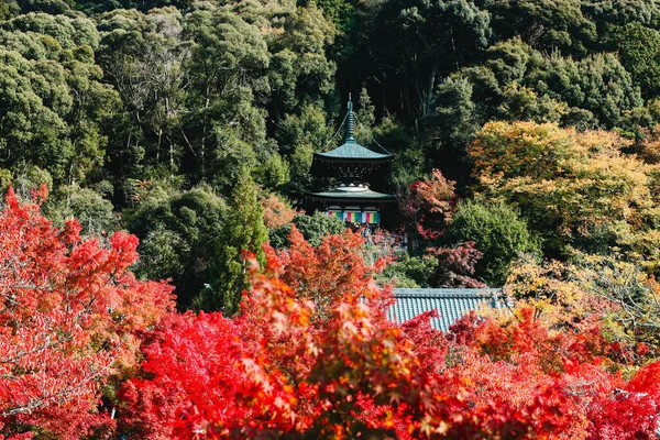 Japanischer Herbstbaum Eikando Tempel Kyoto Japan Japanischer Herbstbaum Ist Beliebtes — Stockfoto