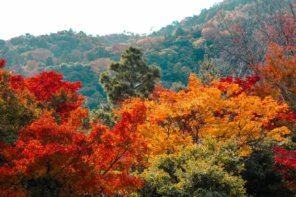 Albero Autunnale Giardino Con Cielo Blu Albero Autunno Attrazione Turista — Foto Stock