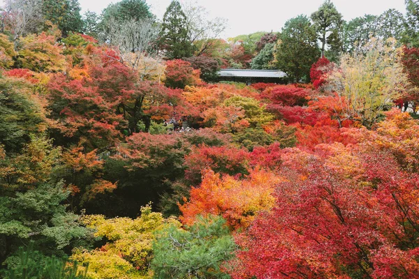 Blick Von Oben Auf Den Japanischen Herbstgarten Japanischer Herbstgarten Ist — Stockfoto
