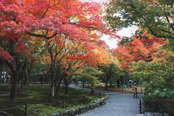 Japanischer Herbstgarten Park Während Der Herbstsaison Japanischer Herbstgarten Ist Beliebtes — Stockfoto