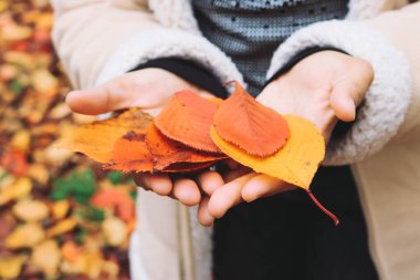 Kadının elinde portakal yaprakları