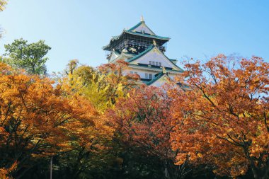 Japonya, Osaka 'da sonbahar yapraklı Osaka şatosu