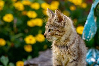 Kedi Doğa Çiçek renk