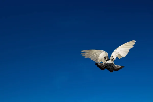 Gökyüzü Kuş Uçmak Özgürlük — Stok fotoğraf