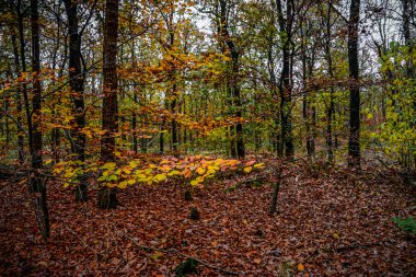 kırmızı sarı kahverengi ve turuncu renklerle sonbahar sahnesi değiştirmek 