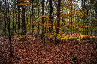 kırmızı sarı kahverengi ve turuncu renklerle sonbahar sahnesi değiştirmek 