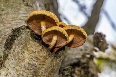 Fotoğrafı yazan Rien Janssen (www.rienjanssen.com)
