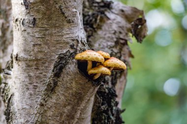 Fotoğrafı yazan Rien Janssen (www.rienjanssen.com)