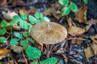 sonbaharda ormanda güzel mantar makro fotoğraf yakın