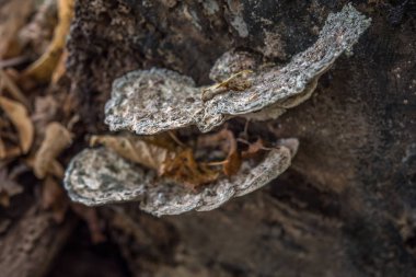 sonbaharda ormanda güzel mantar makro fotoğraf yakın