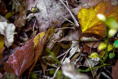 sonbaharda ormanda güzel mantar makro fotoğraf yakın