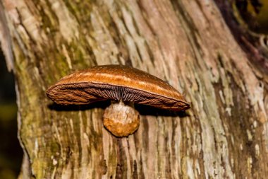 Fotoğrafı yazan Rien Janssen (www.rienjanssen.com)